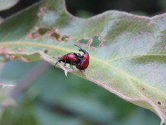 Attelabinae