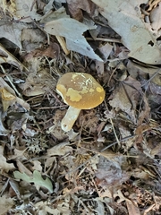 Xanthoconium affine reticulatum