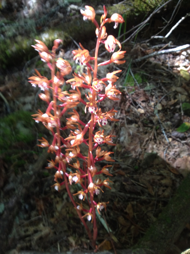 iNaturalist observation photo of spotted coralroot