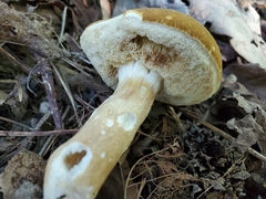 Xanthoconium affine reticulatum