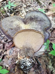 Polyporoletus sublividus