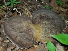 Polyporoletus sublividus