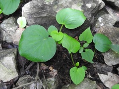 Peperomia lanceolatopeltata