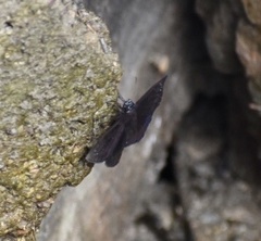 Ephyriades brunnea