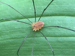 Leiobunum politum