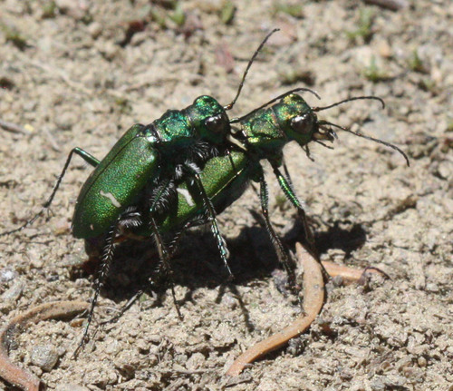 Boreal Long-lipped Tiger Beetle photo 4