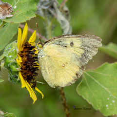 Zerene cesonia cesonia