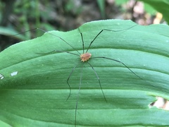 Leiobunum politum