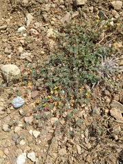 Acmispon decumbens davidsonii