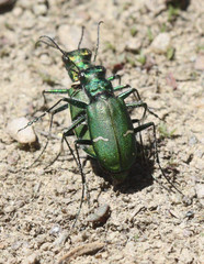 Cicindela longilabris