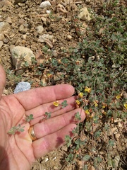 Acmispon decumbens davidsonii