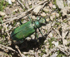 Cicindela longilabris
