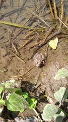 Fejervarya limnocharis