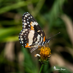 Chlosyne lacinia adjutrix