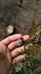 Cyanthillium cinereum