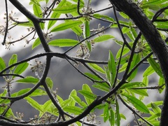 Sideroxylon tepicense