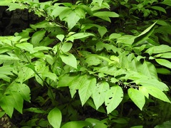 Witheringia meiantha