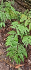 Pteris tremula
