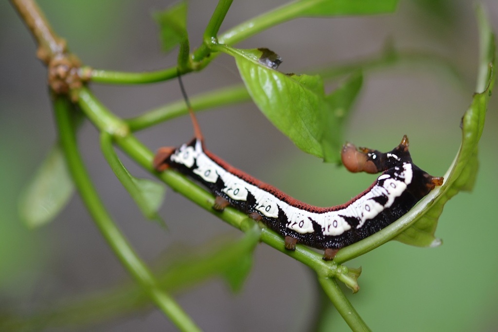 Xylophanes turbata