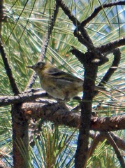Peucedramus taeniatus