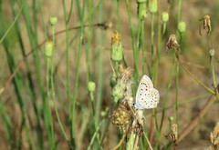 Polyommatus celina