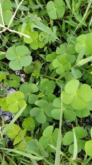 Marsilea crenata