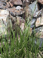 Carex congdonii