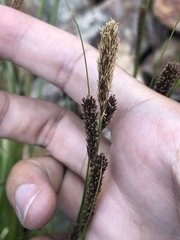 Carex congdonii