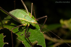 Xenicola taroba