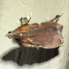 Galasa nigrinodis