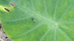 Prosopochrysa vitripennis