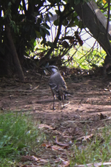Mimus saturninus