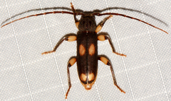 Tylonotus bimaculatus