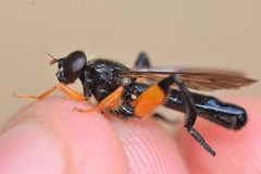 Chalcosyrphus curvaria