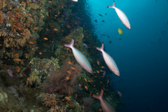 Pterocaesio digramma