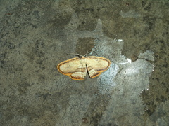 Drapetodes fratercula