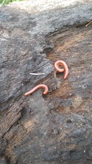 Trigoniulus corallinus