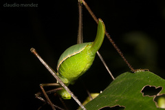 Xenicola taroba