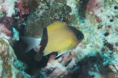 Pycnochromis retrofasciatus
