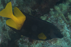 Siganus uspi