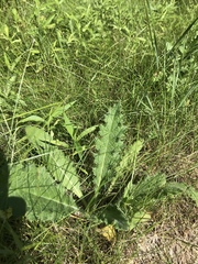 Cirsium pumilum