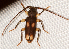 Tylonotus bimaculatus