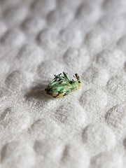 Coniatus splendidulus