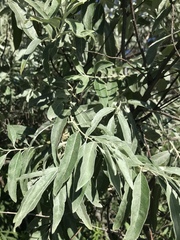 Elaeagnus angustifolia