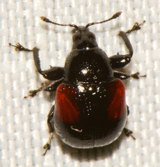 Synolabus bipustulatus