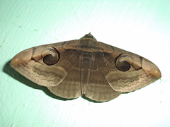 Spirama retorta