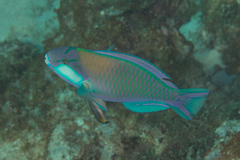 Chlorurus bleekeri