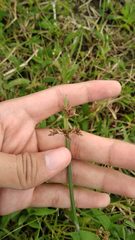 Cyperus