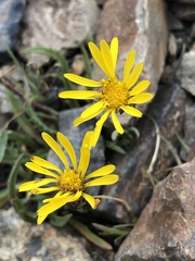 Pyrrocoma apargioides