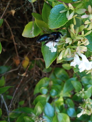 Xylocopa splendidula
